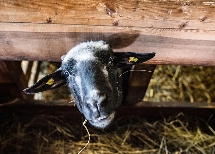 Beim Untertimmeltaler Appartement